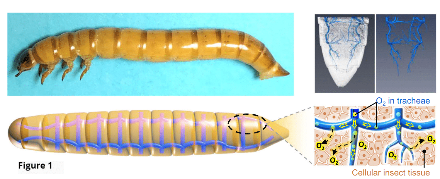 Figure 1: Beetle larva tracheal system. Figure 2: 3D mold cast for SONIC device